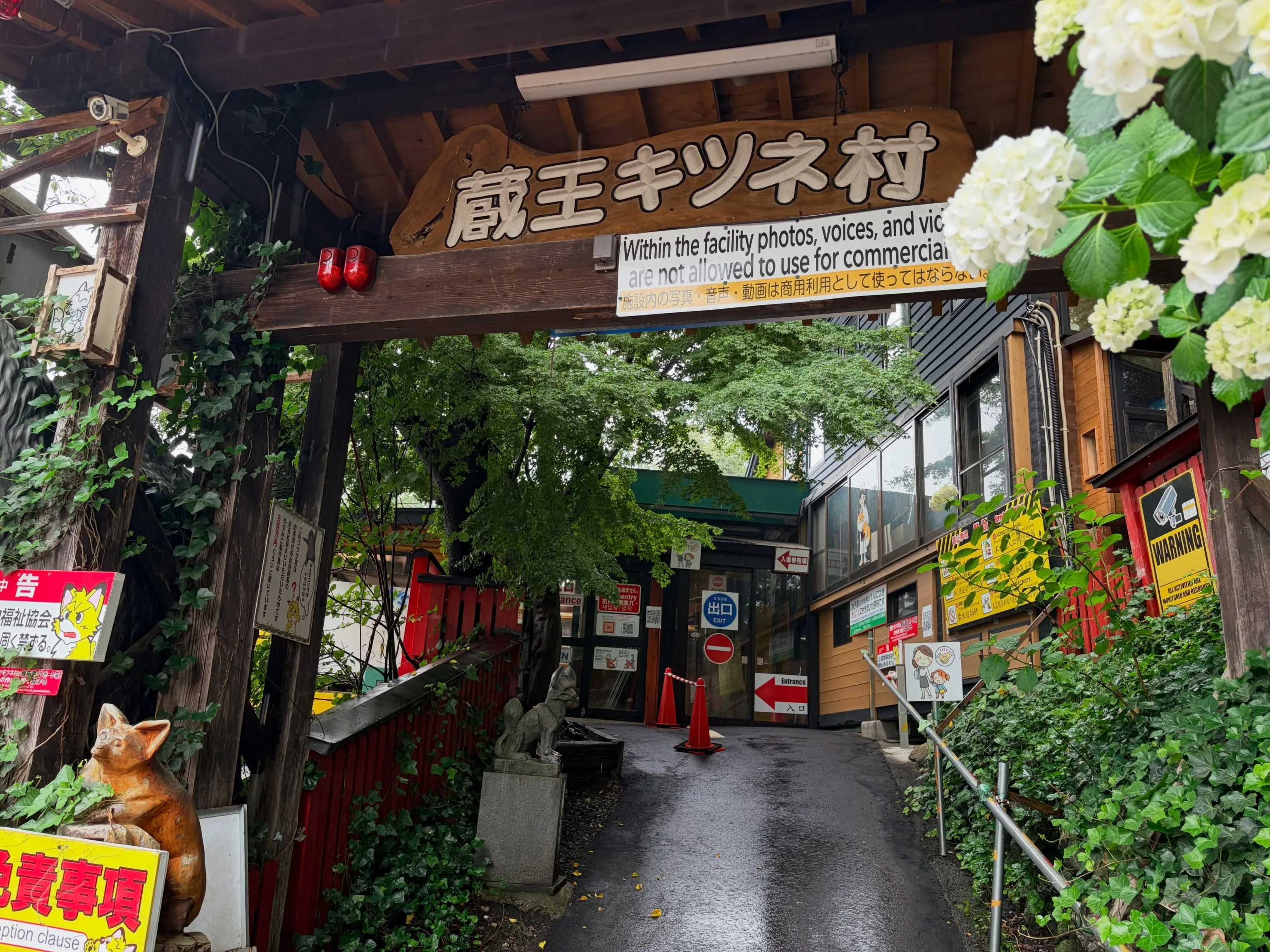 蔵王キツネ村にいってきました!2度目の来村でしたが動物園と違...